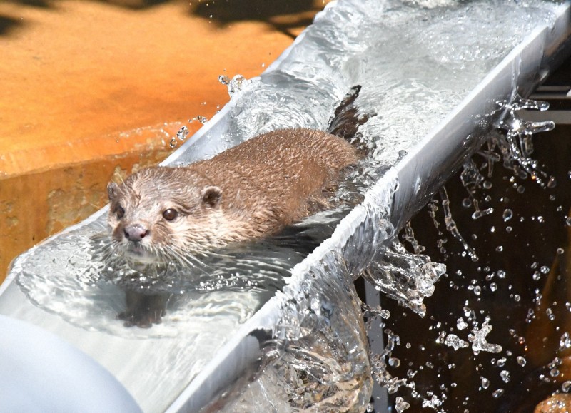 helloohana_'s tweet card. 　千葉県の市川市動植物園で人気の「流しカワウソ」が復活した。ウオータースライダー状の水路で遊ぶカワウソが一時いなくなったが、今年から再び見られるように。水しぶきを上げて滑り降りる姿に、来園者から「か
