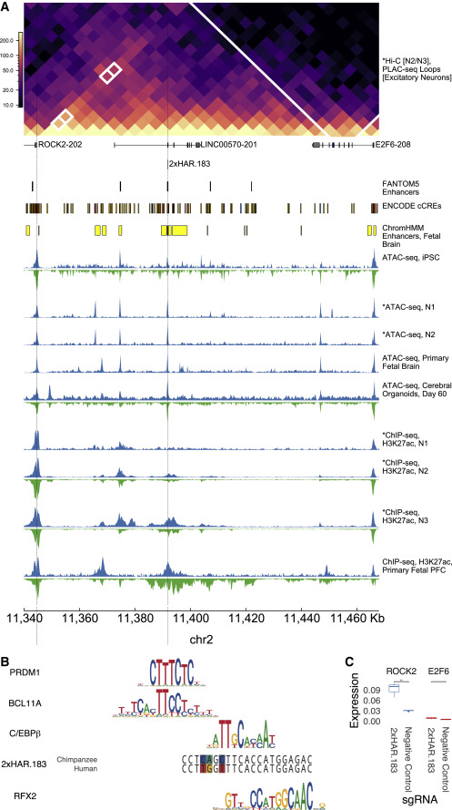 TakaInoue5's tweet card. Whalen et al. couple deep learning with functional assays in chimpanzee and human cells to interrogate the neurodevelopmental enhancer potential of 2,645 human accelerated regions (HARs). Activity is...