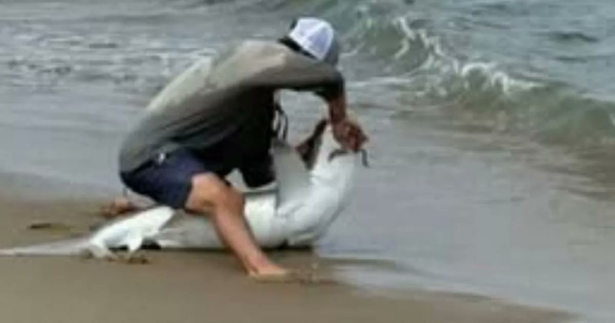 Seasaver's tweet card. A 21-year-old man had caught the Sandbar shark while fishing but ended up needing to be evacuated by an air ambulance for treatment after being bitten