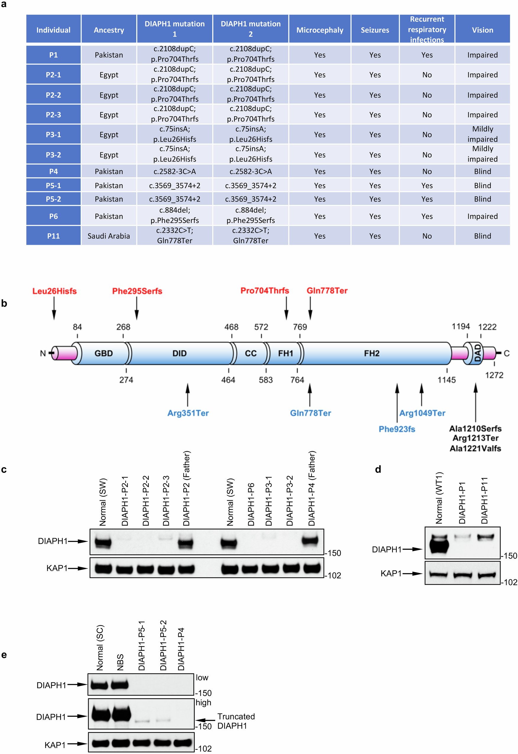 GS_Lab_Bham's tweet card. Nature Communications - DNA double strand break repair pathways ensure genome stability and prevent disease. Here the authors show that the actin nucleating factor DIAPH1 and γ-actin promote...