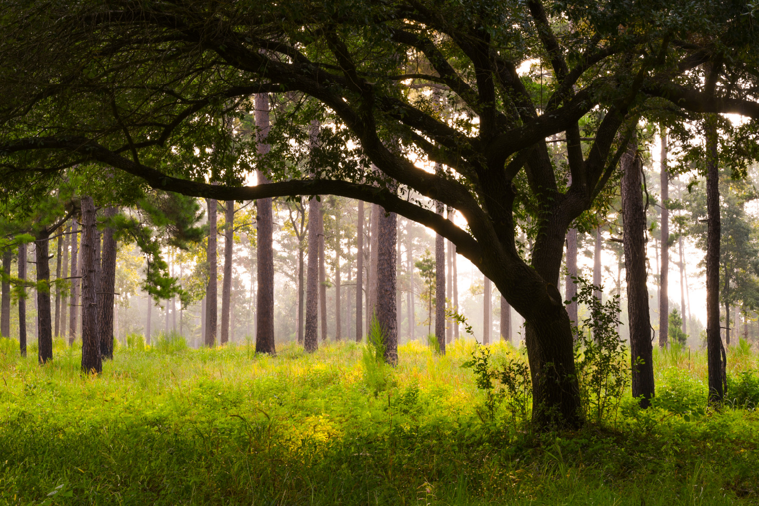 NAFO_Forests's tweet card. Discover How the Wildlife Conservation Initiative (WCI) Protects Endangered Species on Private Forests - Learn about NAFO's Collaboration with USFWS & NCASI to Safeguard Wildlife Habitats Through...