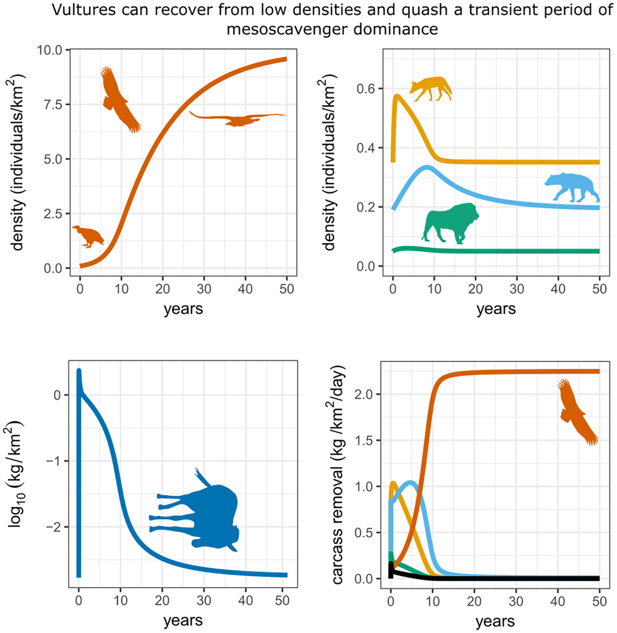 adamdkane's tweet card. Following the global collapse of vulture populations, researchers ask if this ecologically important scavenging group can re-establish itself in a scavenging community from a point of near extirpat...