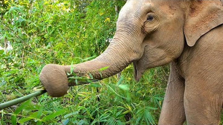 cs_nash's tweet card. My name is Patrick Rouxel and I’ve dedicated my life to helping wildlife around the world. I am the founder o… Patrick Rouxel needs your support for SAVE BOUA