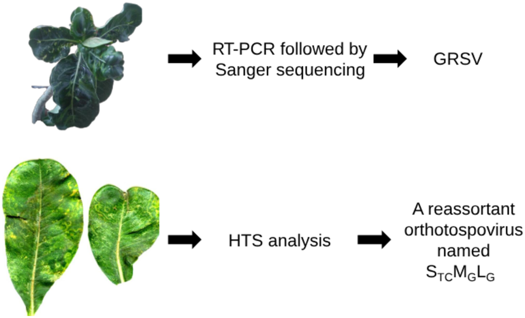 BSPPjournals's tweet card. Adenium obesum plants displaying virus symptoms were collected in Brazil. RT-PCR + Sanger sequencing revealed the occurrence of GRSV. HTS analysis also revealed a reassortant orthotospovirus named...