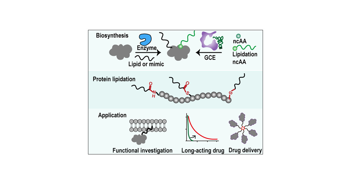 Linlab_ZJU's tweet card. Protein lipidation dramatically affects protein structure, localization, and trafficking via remodeling protein–membrane and protein–protein interactions through hydrophobic lipid moieties. Underst...