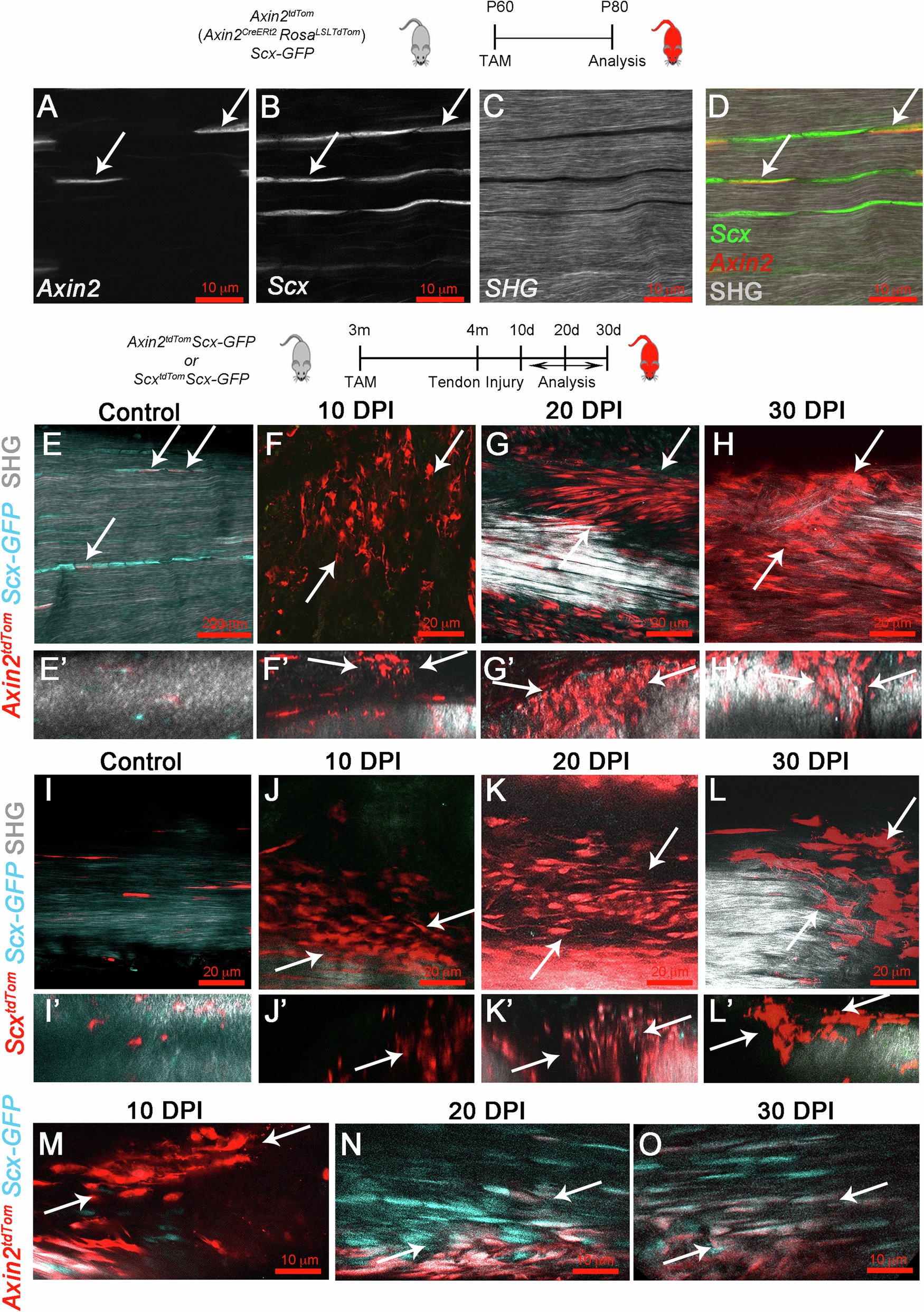 BenRFreedman's tweet card. npj Regenerative Medicine - A latent Axin2+/Scx+ progenitor pool is the central organizer of tendon healing