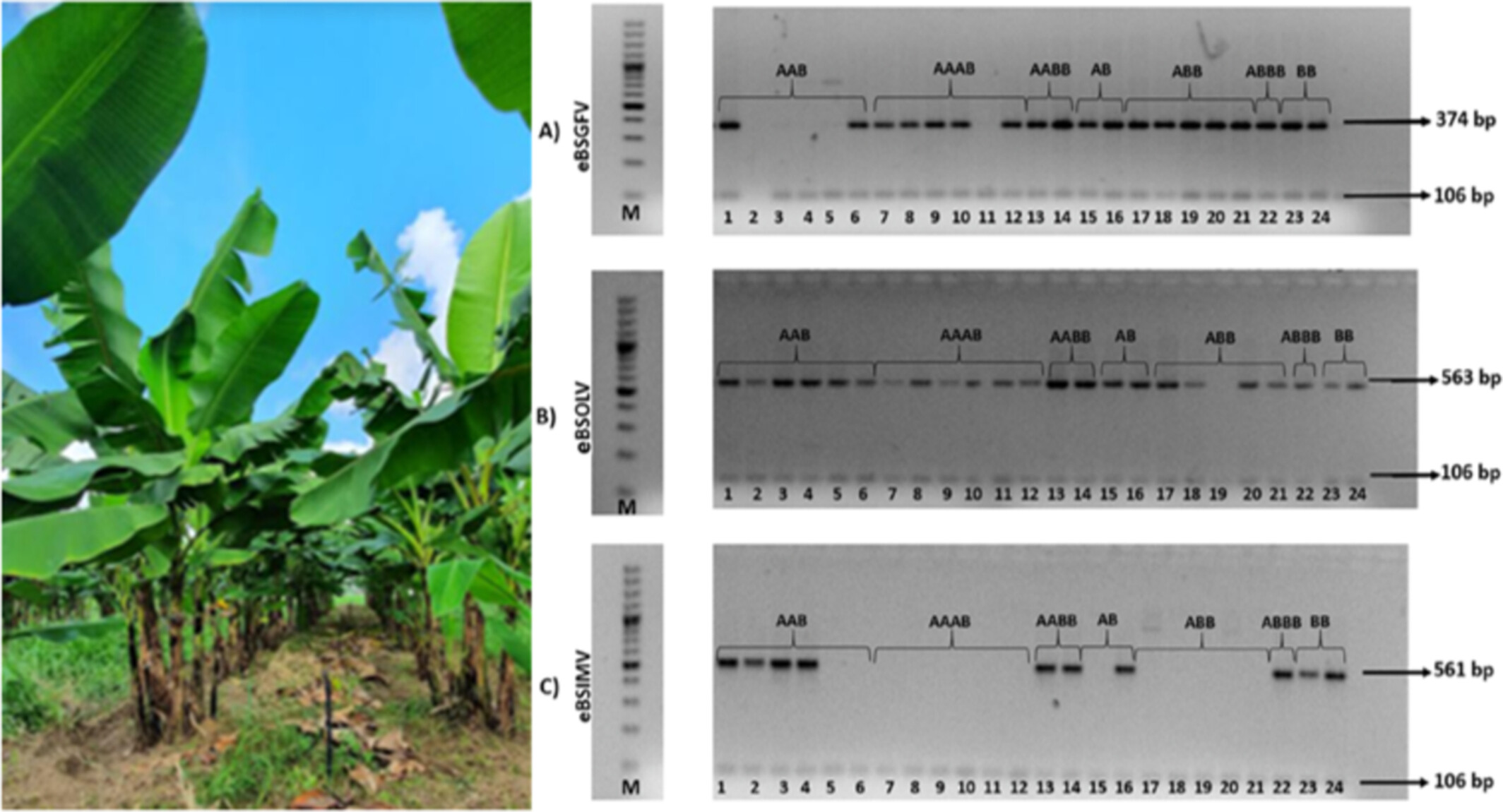 BSPPjournals's tweet card. Banana streak virus (BSV) species-specific primers are essential for eBSV detection and guidance of Musa spp. breeding strategies.