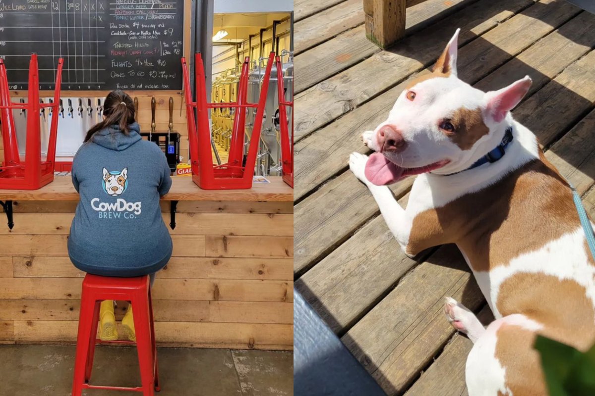 Birdhouse7S's tweet card. The brewery, known for hosting dog events, is holding one more fundraiser before closing the doors.