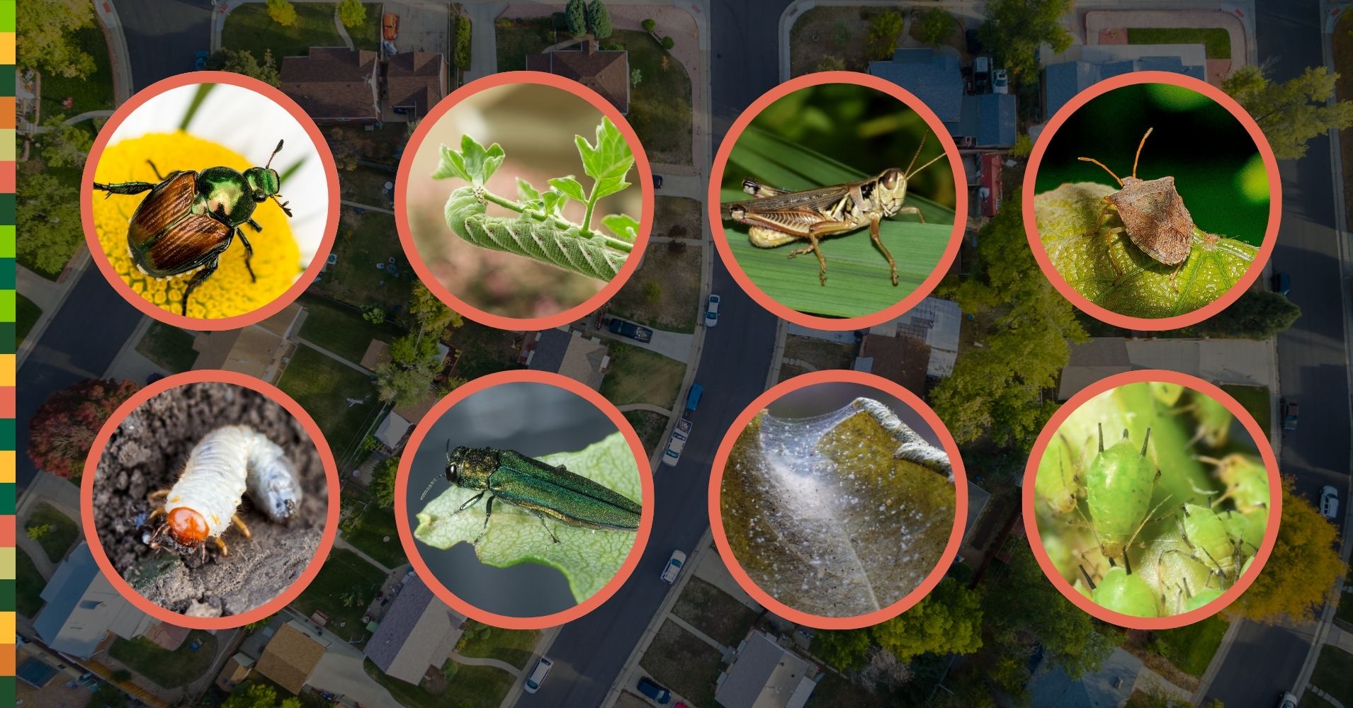 IPMWest's tweet card. From now until the end of May, CSU Extension will be offering free, weekly pest management webinars tackling the toughest insect and disease challenges Colorado growers face.