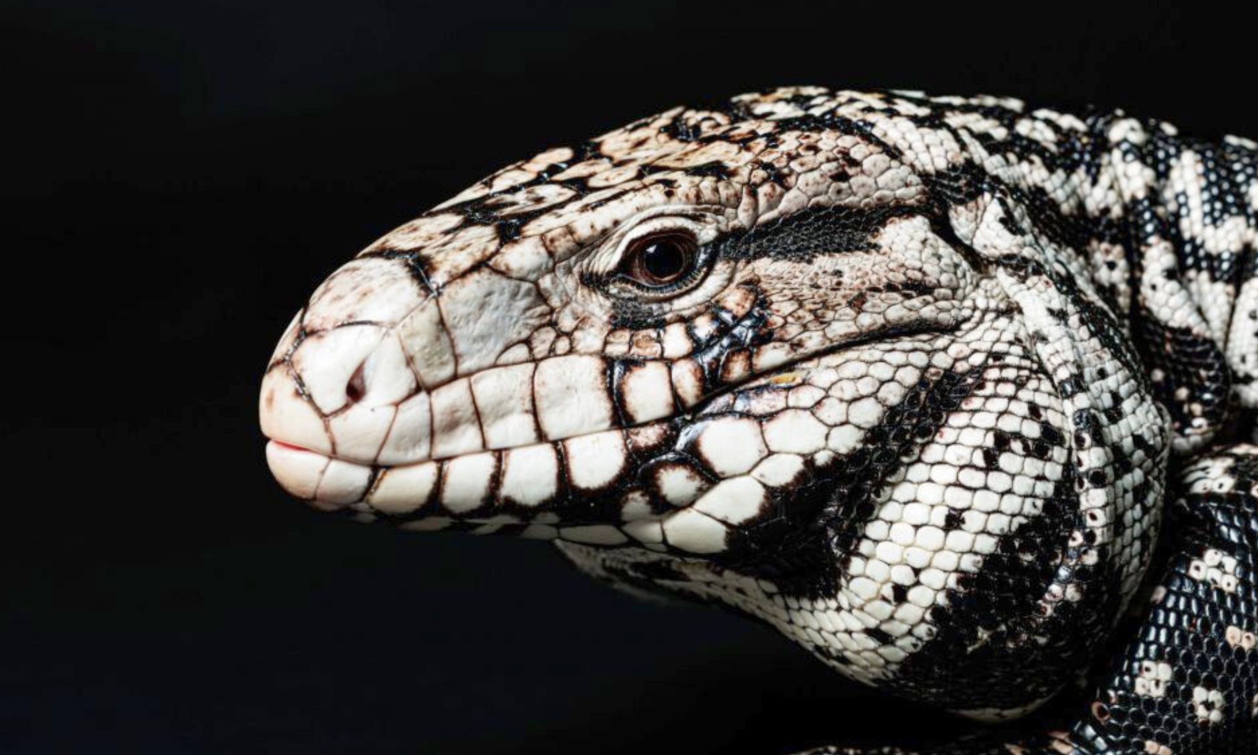EliGreenbaumPhD's tweet card. Researchers uncover a new tegu species from a fossil vertebra in Florida, revealing ancient lizards once roamed North America.