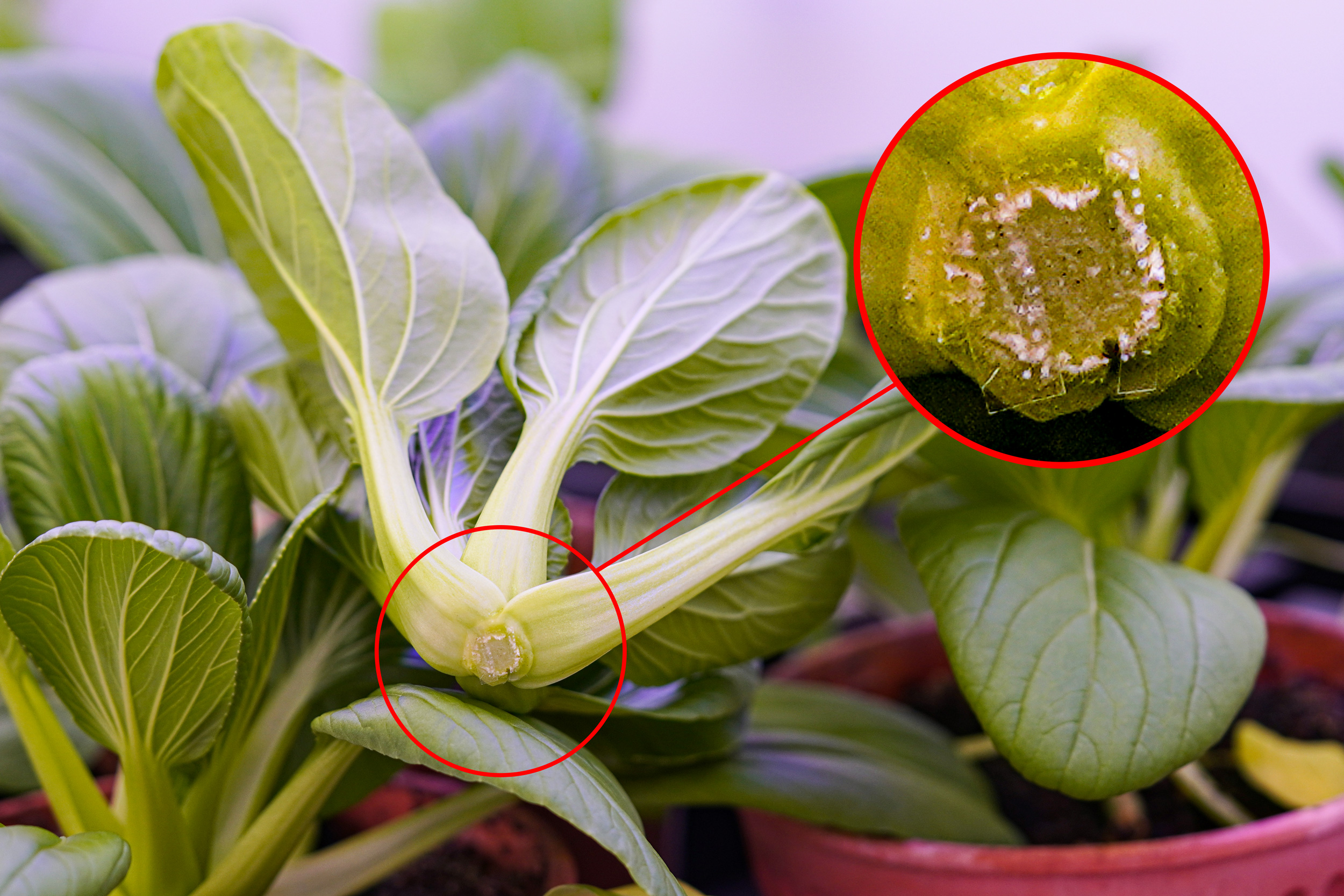 MIT_CEE's tweet card. MIT and SMART researchers developed a way to extend the shelf life of vegetables by injecting them with melatonin using biodegradable microneedles.