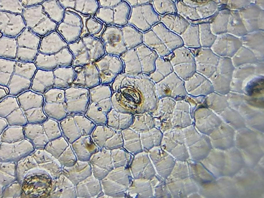 focalplane_jcs's tweet card. Exploring the Microcosmos through Foldscope-Frugal Science Microscopy in Focus - Education