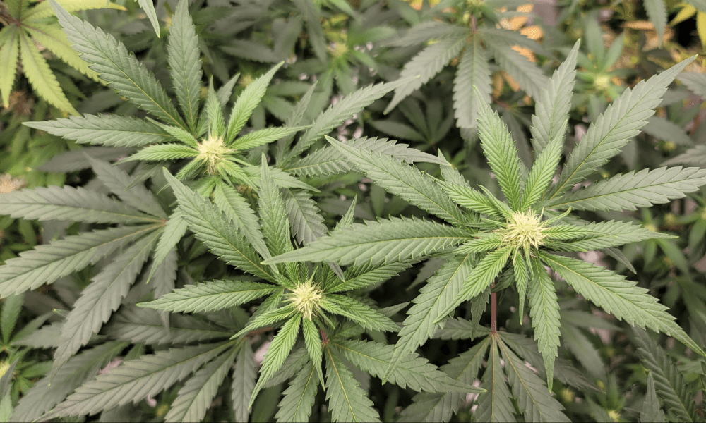 RepKrajewski's tweet card. Senate Republicans, in a rash act of political theater, killed the clearest path to legal cannabis in Pennsylvania history. By Pennsylvania Rep. Rick Krajewski (D) This month Pennsylvania had the...