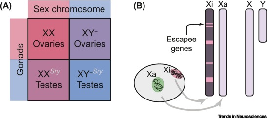KundakovicLab's tweet card. Sex differences are found across brain regions, behaviors, and brain diseases. Sexual differentiation of the brain is initiated prenatally but it continues throughout life, as a result of the...