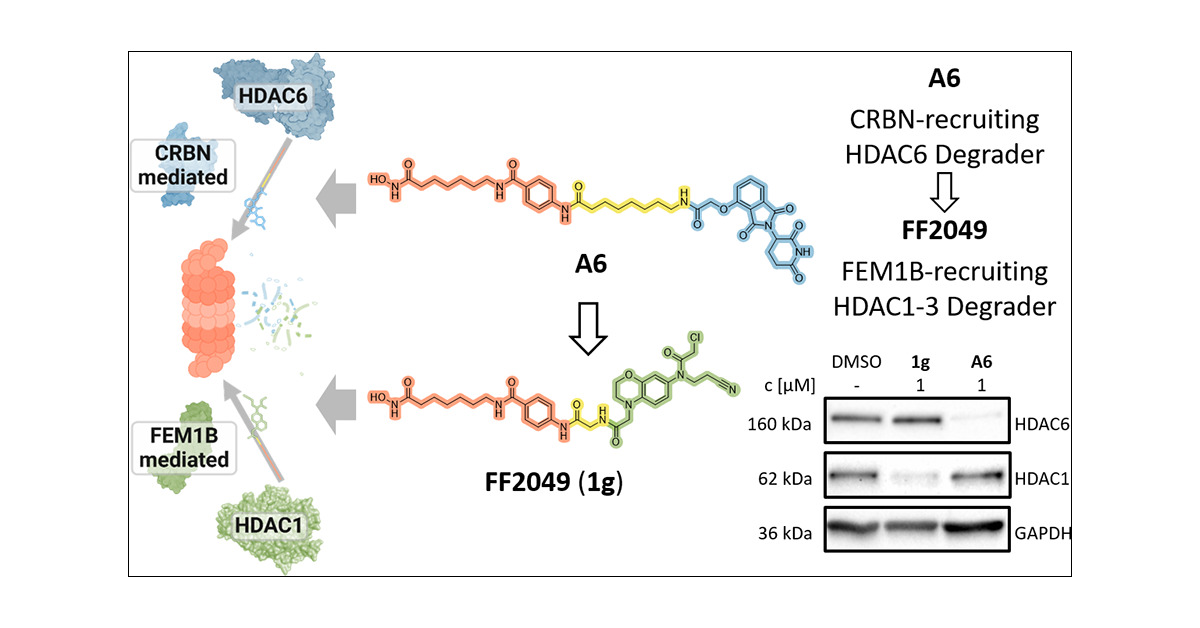 FKH_Lab's tweet card. Targeted protein degradation (TPD) represents a promising alternative to conventional occupancy-driven protein inhibition. Despite the existence of more than 600 E3 ligases in the human proteome, so...