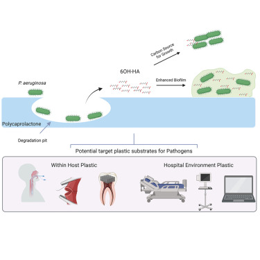 McCarthy_Ronan's tweet card. Howard et al. demonstrate that clinical isolates of the opportunistic pathogen Pseudomonas aeruginosa can encode functional plastic-degrading enzymes and that these enzymes can influence bacterial...