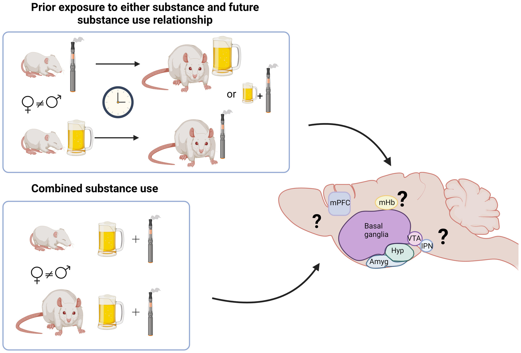 BrainMetabolism's tweet card. This review explores the preclinical evidence of age- and sex-related differences in the co-use of alcohol and nicotine, emphasising these substances' effects on the central nervous system. Here, we...