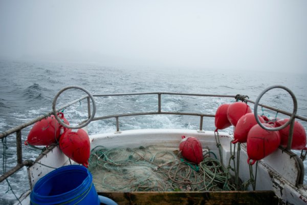 FD_Editor's tweet card. LIFE and 29 groups call for reform of ICES fisheries advice, urging precautionary, ecosystem-based models for sustainability