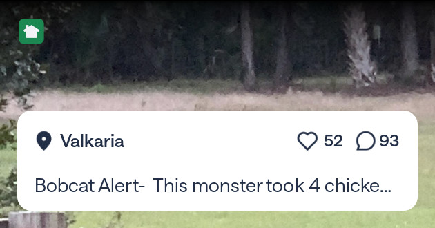 GatorProf's tweet card. Bobcat Alert- This monster took 4 chickens Thursday afternoon inside the coop.