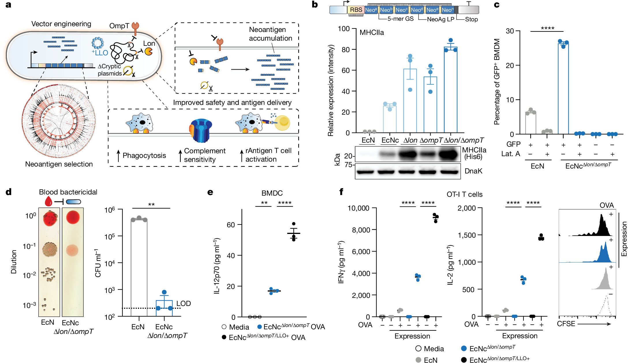 arpaialab's tweet card. Nature - Probiotic Escherichia coli Nissle 1917 is engineered as an antitumour vaccination platform optimized for enhanced production and cytosolic delivery of neoepitope-containing peptide arrays...