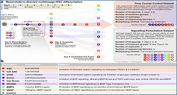 RNASeqBlog's tweet card. A pluripotent stem cell atlas of multilineage differentiation