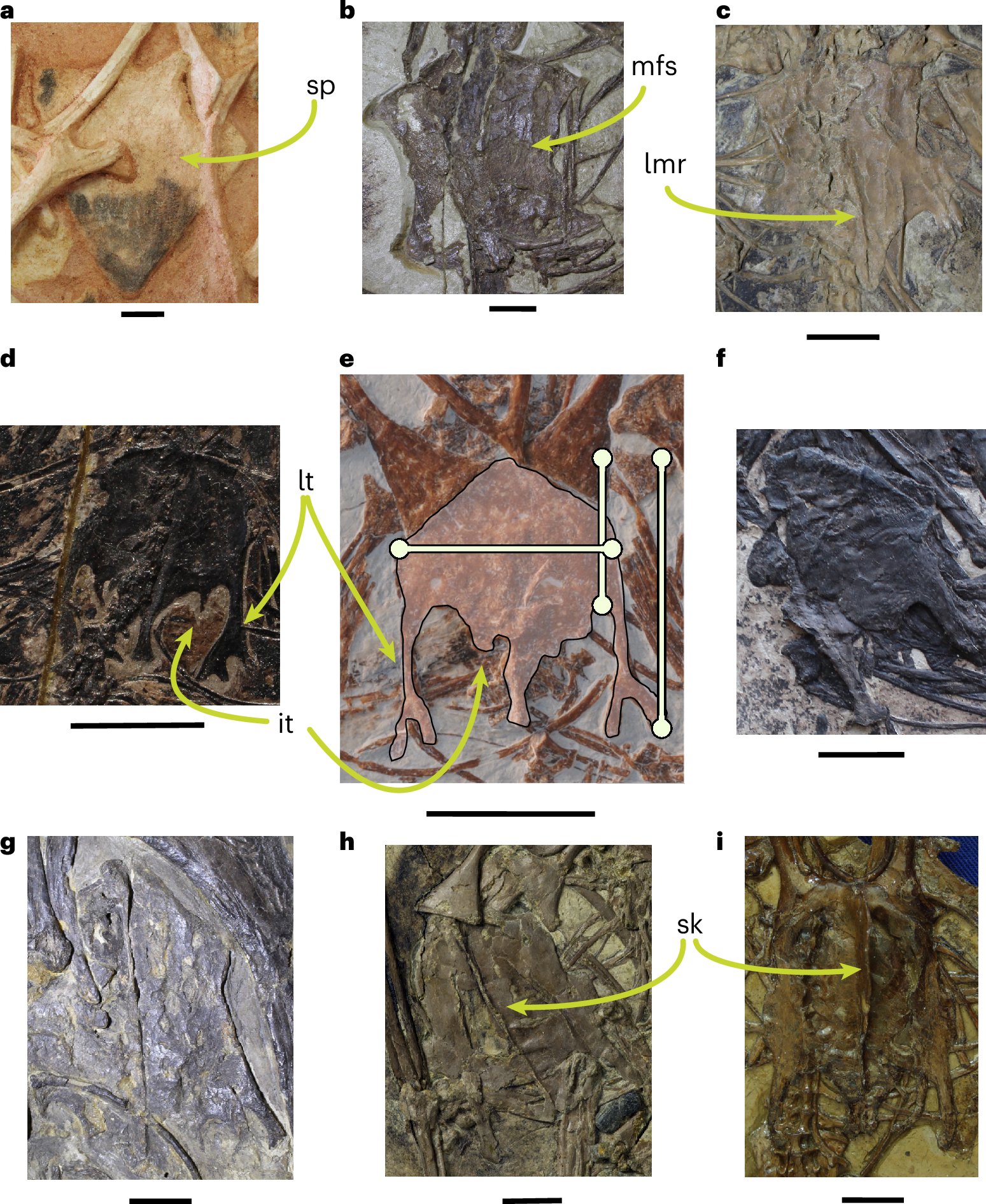 TaliaMLM's tweet card. Nature Ecology & Evolution - The extant avian sternum is highly adapted to powered flight, but understanding of its early evolution is hindered by patchy fossil representation and the fact that...