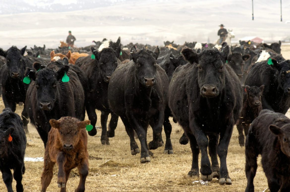 mtfreepress's tweet card. Montana's famous cow-to-person ratio has narrowed a bit. U.S. Department of Agriculture data from early 2024 shows 2.12 million cattle roaming the state alongside 1.14 million people. That's still...