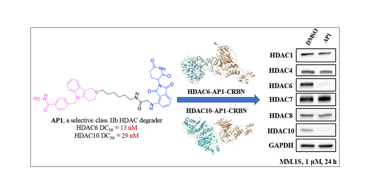 FKH_Lab's tweet card. Proteolysis-targeting chimeras (PROTACs) are emerging new therapeutic modalities that facilitate the targeted degradation of disease-relevant proteins via an event-driven mode of action. In this...