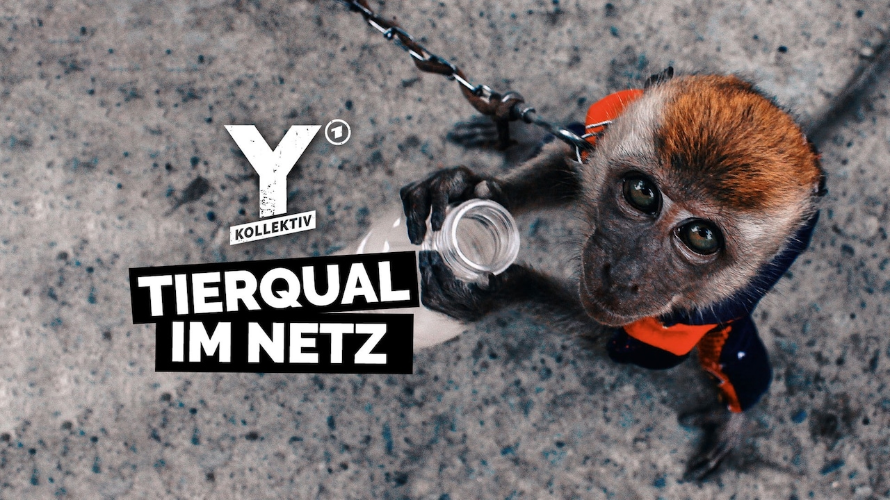 SimLip's tweet card. Ein Affenbaby wird vor laufender Kamera misshandelt, ein Hund mit dem Gürtel geschlagen, Kleintiere zertrampelt. Inhalte wie diese werden auf social media millionenfach geklickt, geteilt und geliked....