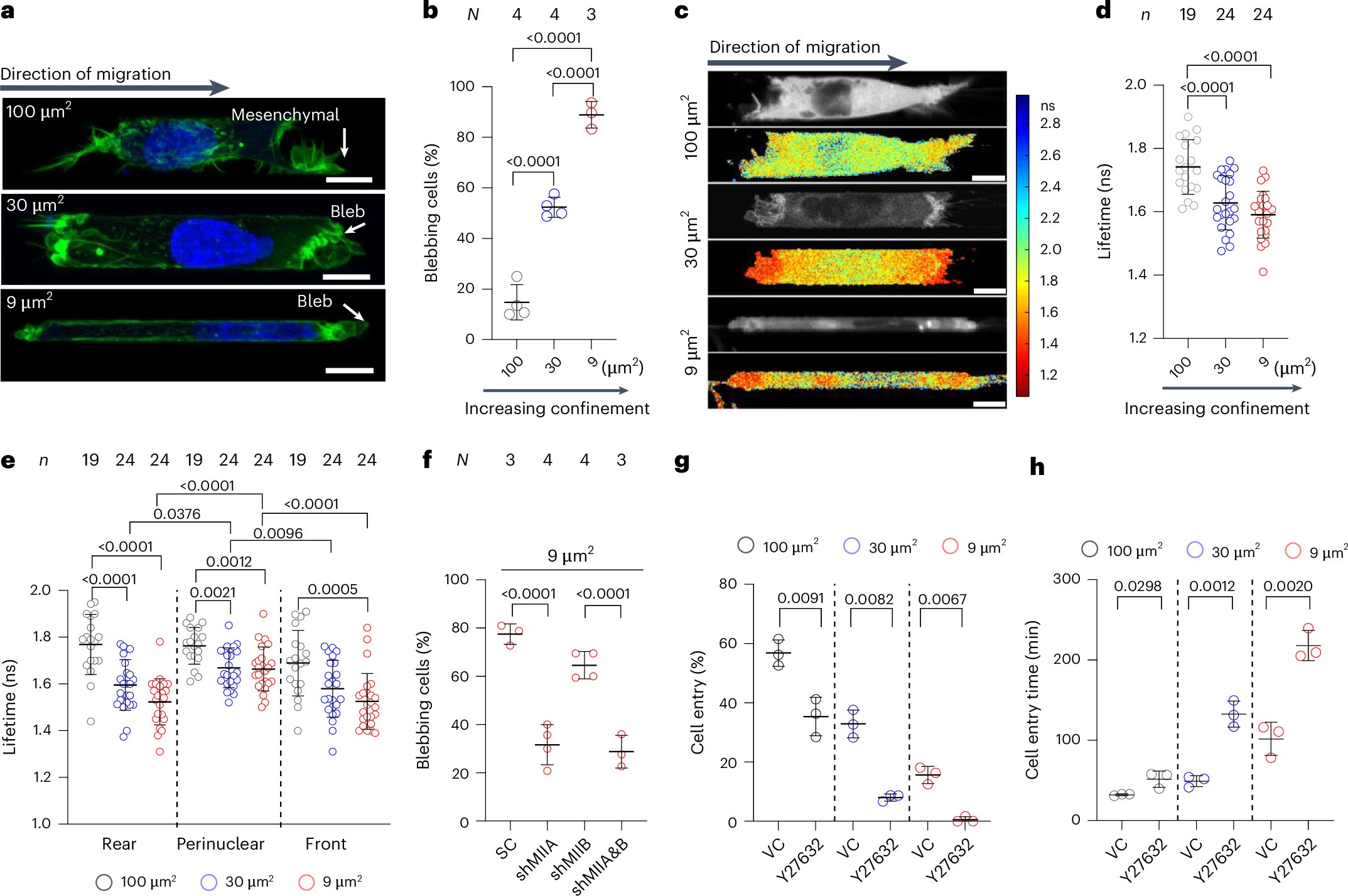 NatureMaterials's tweet card. Nature Materials - Cell migration in confined environments is initiated by a cytoplasmic pool of anillin and Ect2 that promotes RhoA/myosin II-mediated activation at the poles of migrating cells,...
