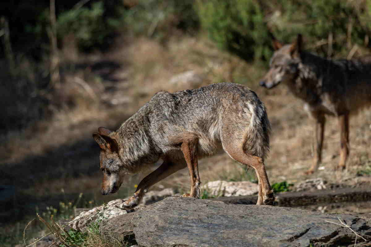 PDMAAragon's tweet card. Que se apruebe el informe sexenal sobre el lobo ibérico, «basándose en criterios exclusivamente científicos y no interes...