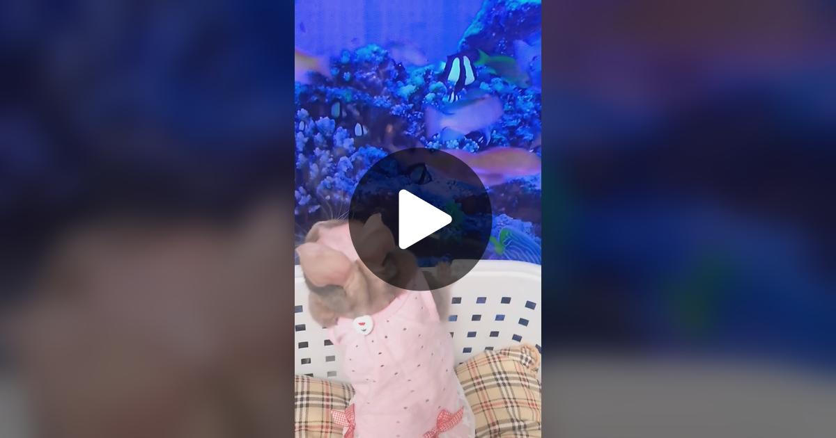 CyokoKinako's tweet card. うさぎのチョコの動画をチェックしよう。