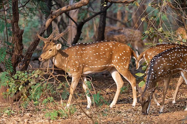 down2earthindia's tweet card. Despite public outrage over tiger deaths, the Karnataka Forest Department uncovered a thriving wild meat trade near Bannerghatta, Bengaluru. The operation, resembling a start-up, targeted affluent...