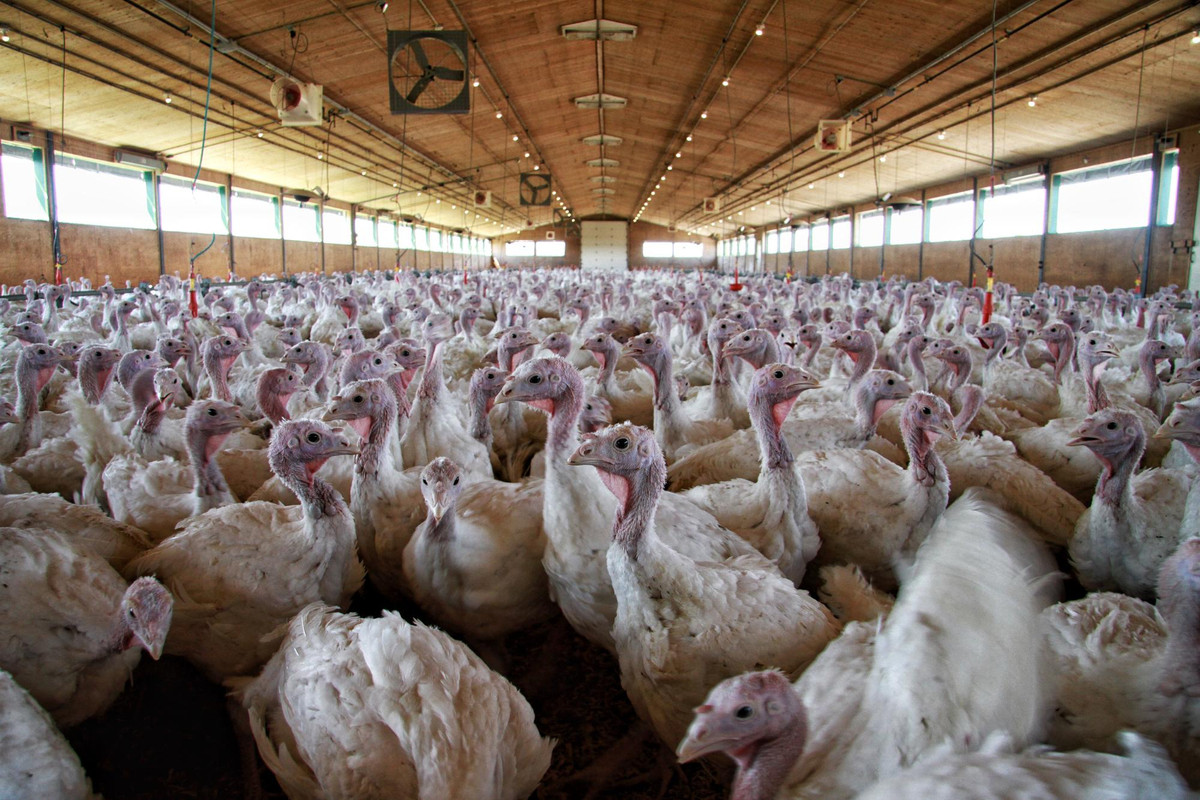 dv_veterinario's tweet card. Asimismo, el Ministerio de Agricultura incide en reforzar la bioseguridad en las explotaciones tras haberse detectado circulación de influenza aviar altamente patógena en aves silvestres en ...
