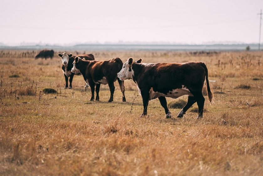 AmericanAgNet's tweet card. By: Governor Jim Pillen Built by generations of hard work and innovation, Nebraska’s ranchers are known worldwide for raising the highest quality, most nutritious, safest, and best tasting protein in...