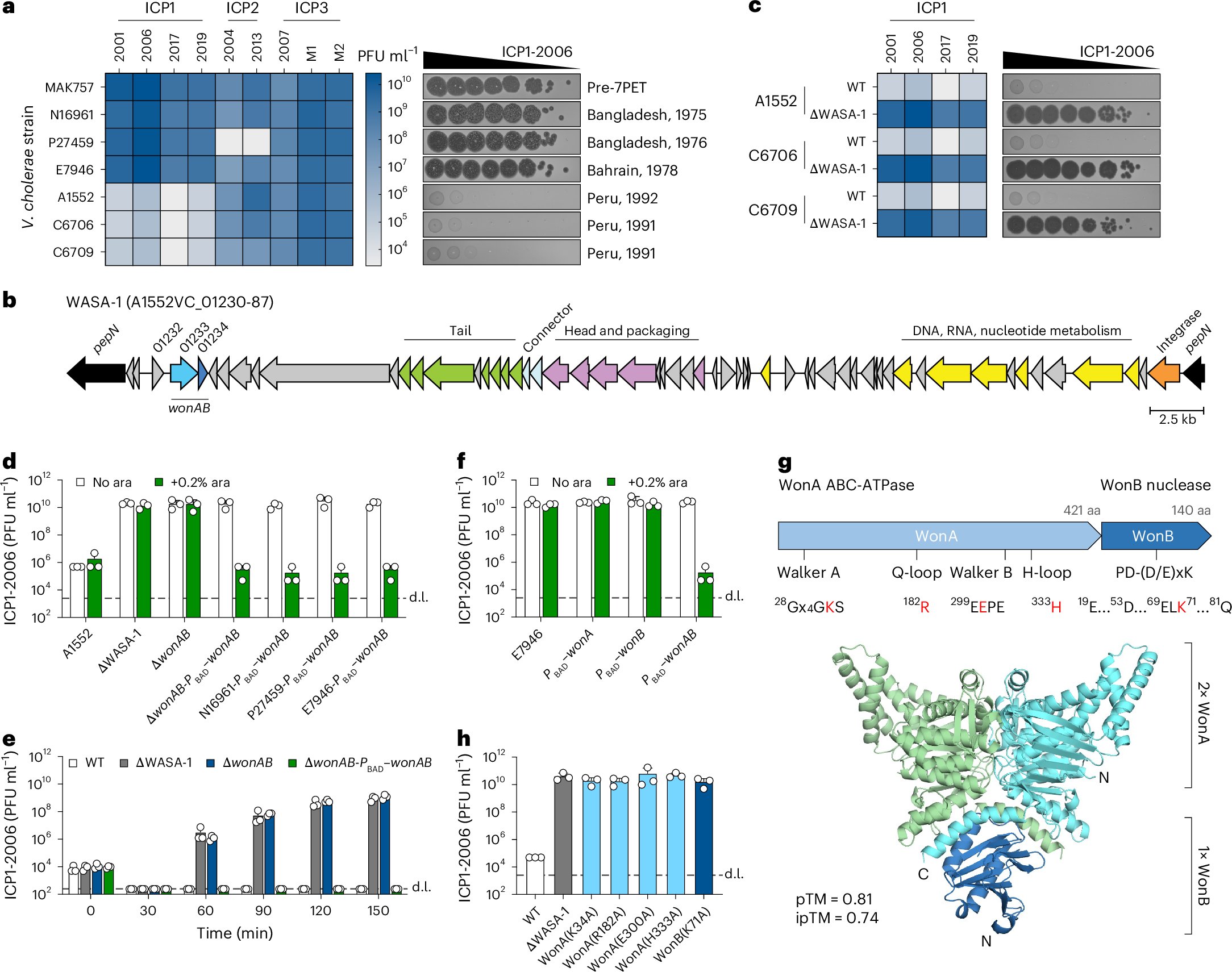 MBlokesch's tweet card. Nature Microbiology - The West African–South American lineage of Vibrio cholerae contains multiple distinct anti-phage defence systems that provide resistance to various phage families,...