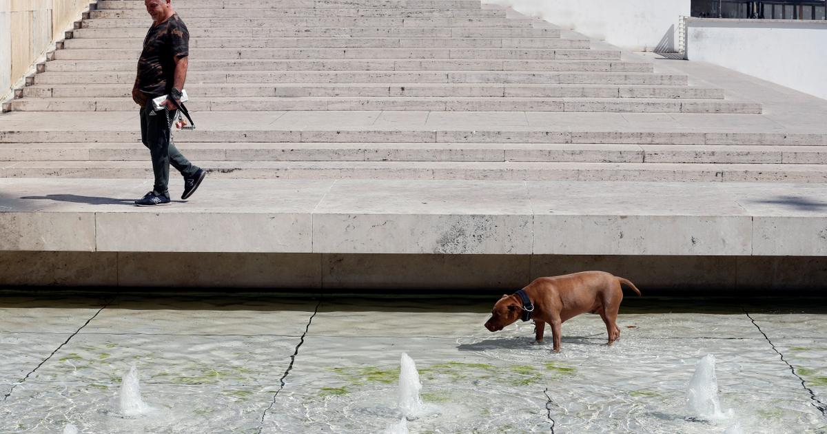 courrierinter's tweet card. Depuis le 12 janvier, de nombreux musées et monuments italiens proposent un service de garde de chien gratuit pour leurs visiteurs. Une façon d’attirer davantag...