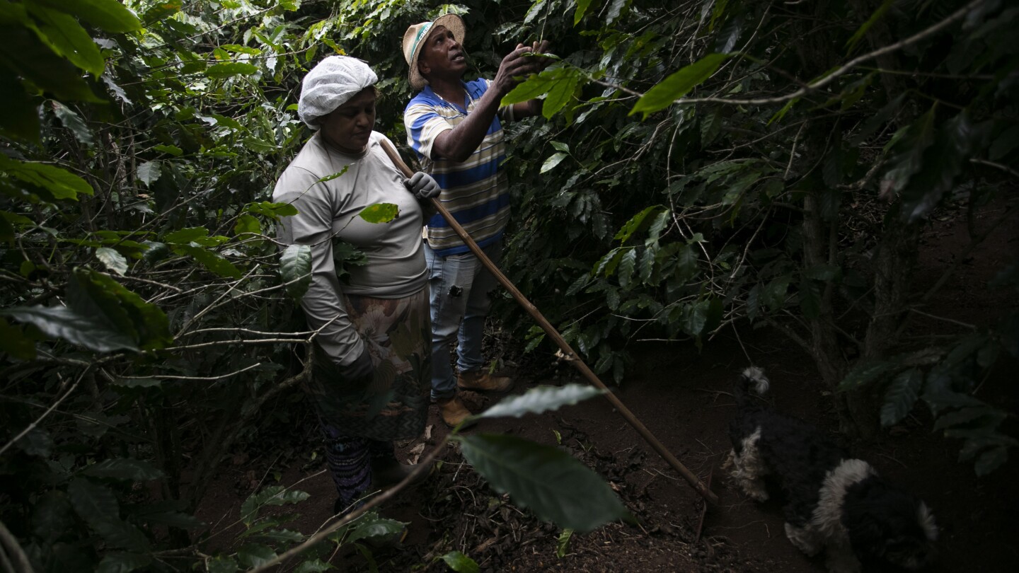 EECastilloAP's tweet card. Brazilian coffee farmers are facing tough times after the U.S. imposed a 50% tariff on Brazilian imports earlier this month.