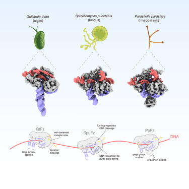 Peiyu_Xu_'s tweet card. Xu et al. resolve multiple structures of Fanzors (Fzs), eukaryotic ωRNA-guided endonucleases, revealing distinctive features of these proteins found in different organisms and showing how conformat...
