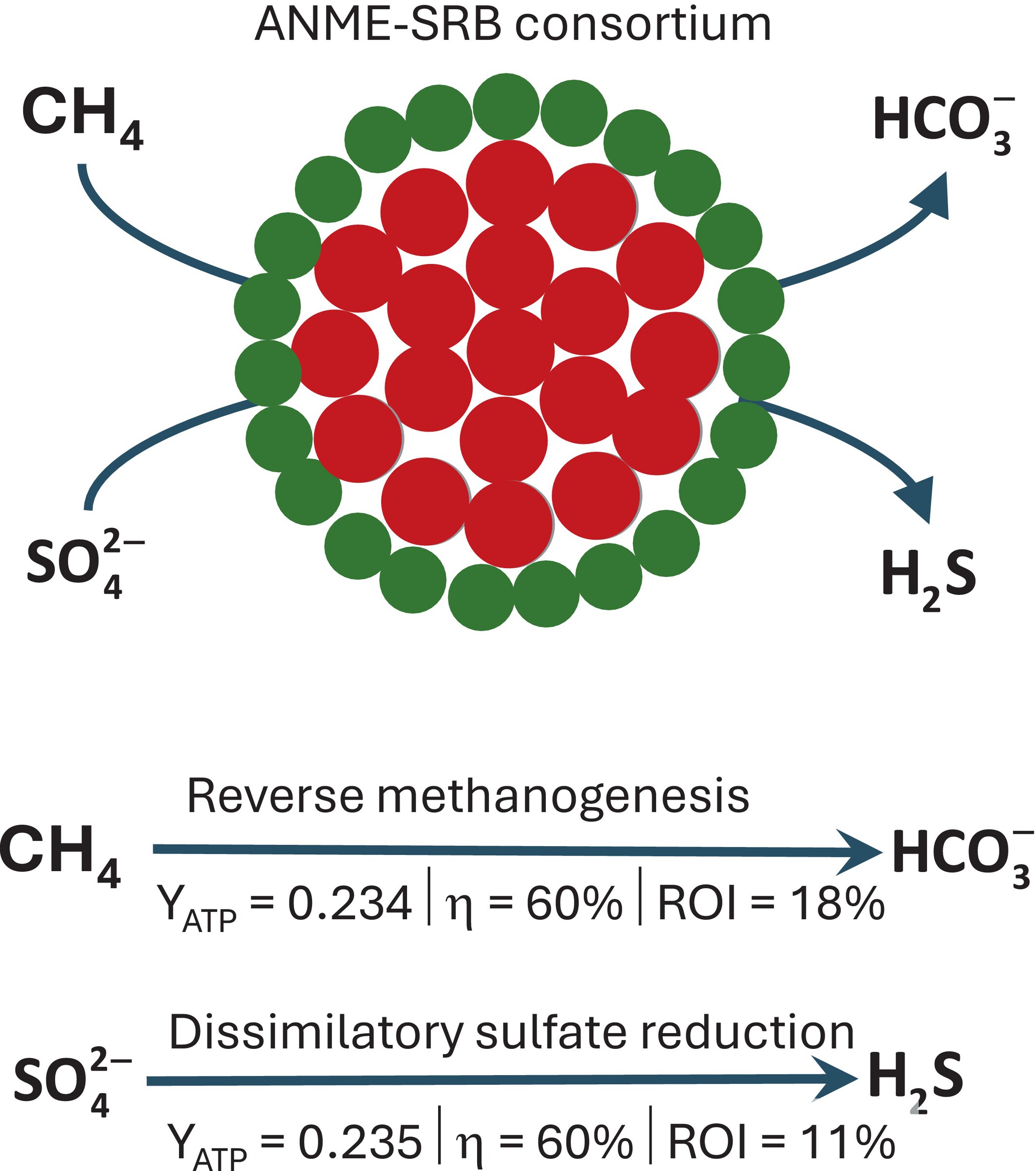 jcamthrash's tweet card. This study presents a metabolic model to quantify energy conservation in sulphate-dependent anaerobic methane oxidation. Results reveal that anaerobic methanotrophic archaea and sulphate-reducing...