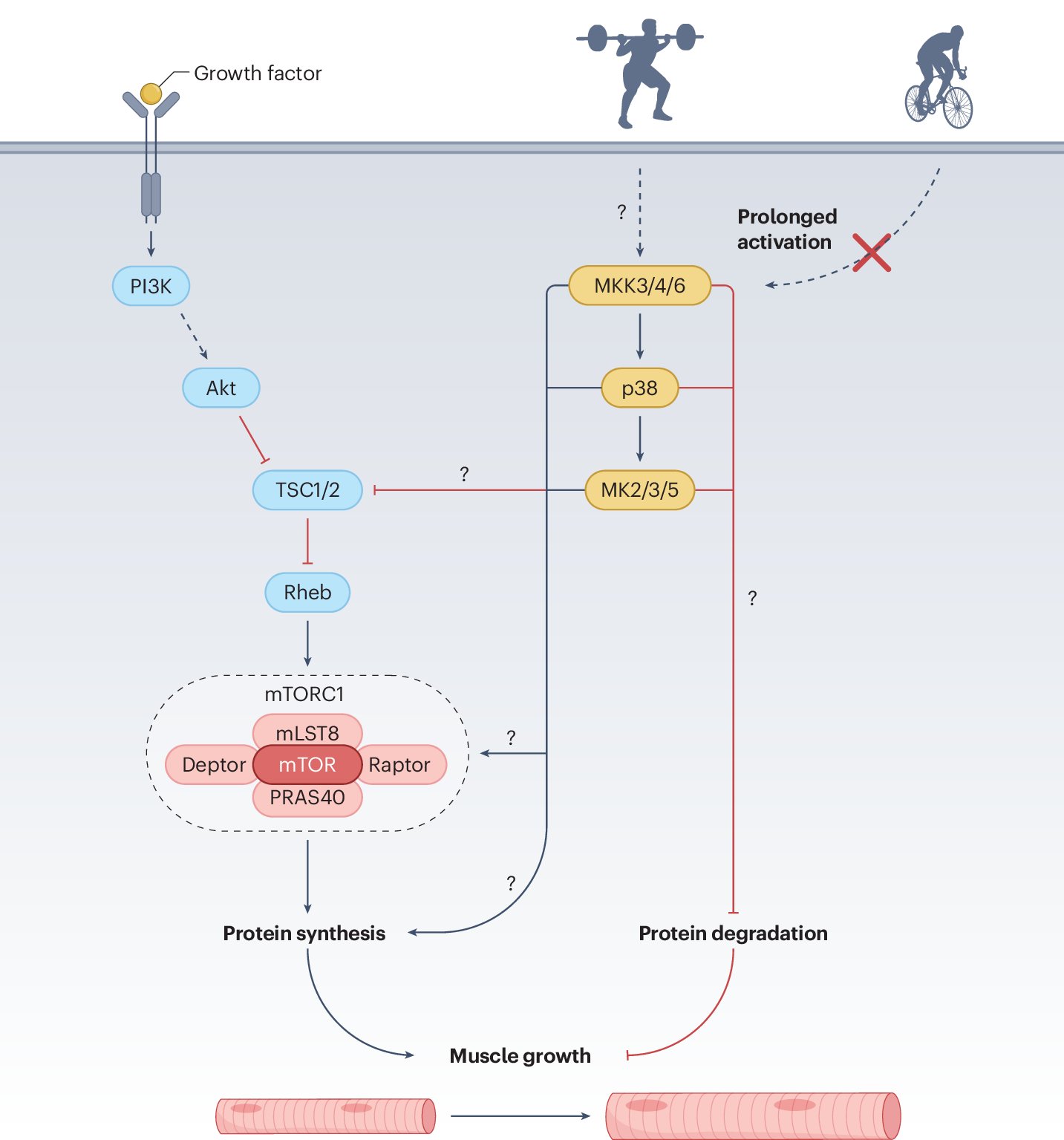 UniMelbCMR's tweet card. Nature Metabolism - Understanding the molecular regulators of skeletal muscle mass is essential for the future development of therapies that promote muscle growth and/or inhibit muscle wasting. A...