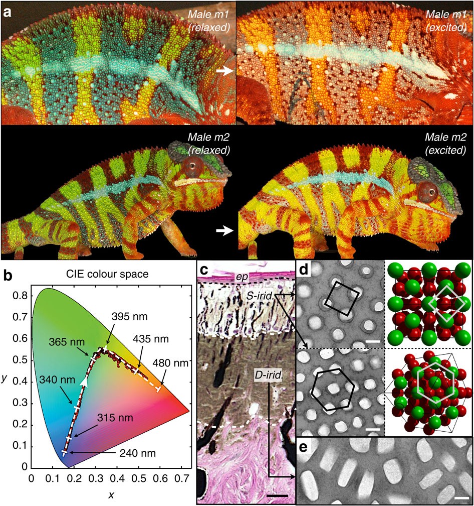 LANEVOL's tweet card. Nature Communications - Colour change in many vertebrates originates from pigment dispersion or aggregation. Here, Teyssier et al. show that chameleons rapidly shift colour through a physical...