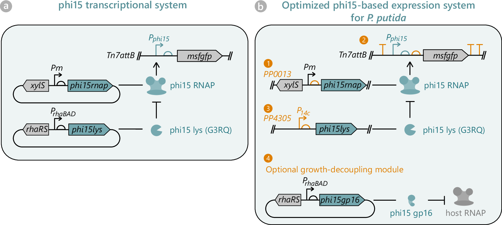 SEVAplasmids's tweet card. Communications Biology - The development of a modular, phage-based expression system optimized for Pseudomonas putida enables stringent, tunable and high yield expressions with minimal cytotoxicity.