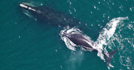 newsservicefla's tweet card. TALLAHASSEE — A Florida federal judge Wednesday refused to allow conservation groups to intervene in a lawsuit to help defend a rule aimed at protecting endangered North Atlantic right whales,