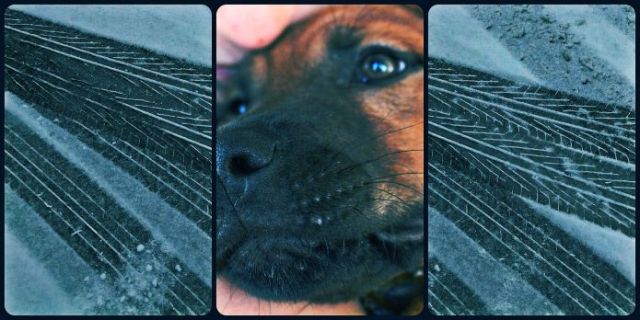 Marijean's tweet card. When our dog, John’s dog, collapsed in the kitchen, we were all too drunk to drive. It was almost midnight, and we’d been celebrating Marty’s 40th birthday. There were five of us, John,…