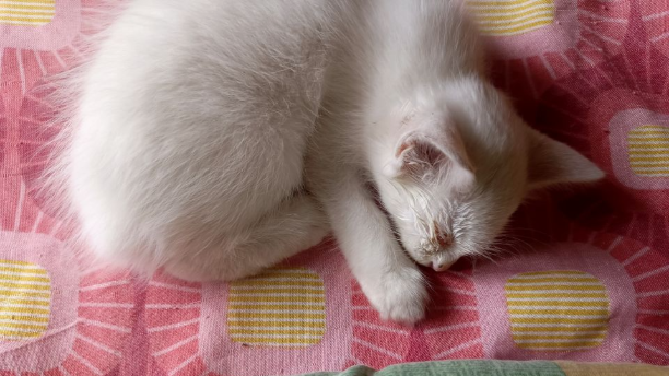 foxyxuan's tweet card. Meet Ghost – A Brave Little Kitten Who Needs Your Help Hi friends and fellow furr parents, This is Ghost, our tiny, energetic kitten who’s been having trouble with his eyes. We’ve tried some gentle...