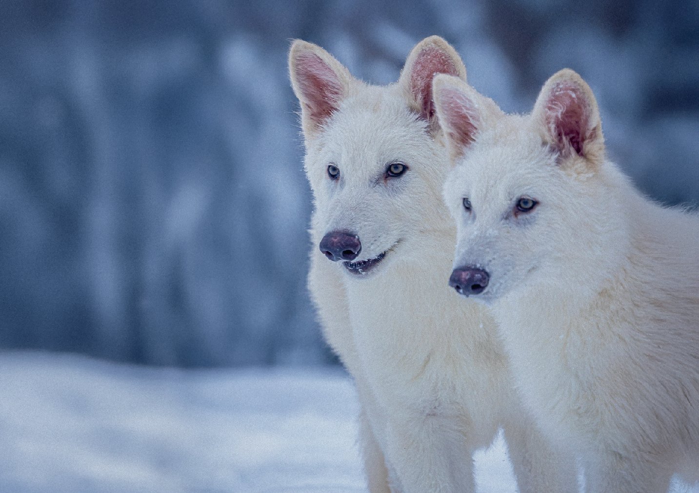 MarmolE6's tweet card. Nature Biotechnology - Experts disagree about the extent to which hybrids based on dire wolves reflect the original extinct species, and the broader role of de-extinction technologies in ecosystem...
