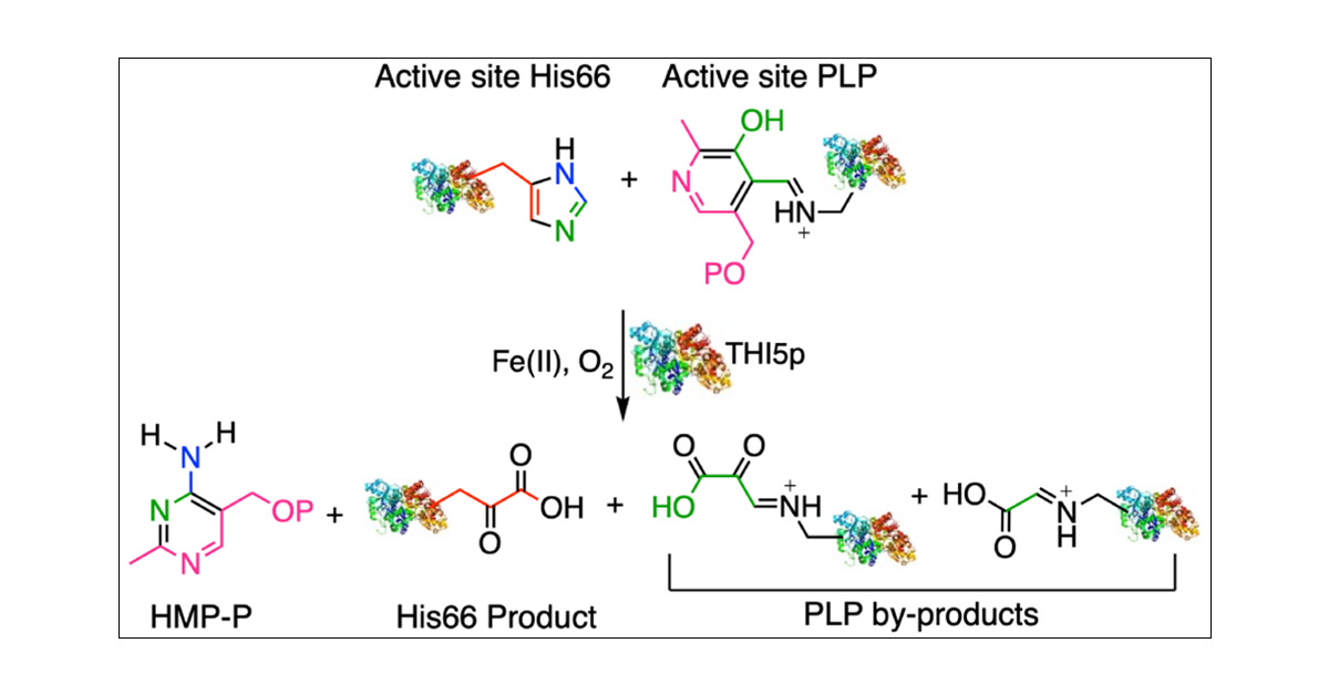 AnushreeM14's tweet card. The eukaryotic thiamin pyrimidine synthase, THI5p, has been identified as a suicidal/single-turnover enzyme that catalyzes the conversion of its active site histidine and lysine-bound pyridoxal...