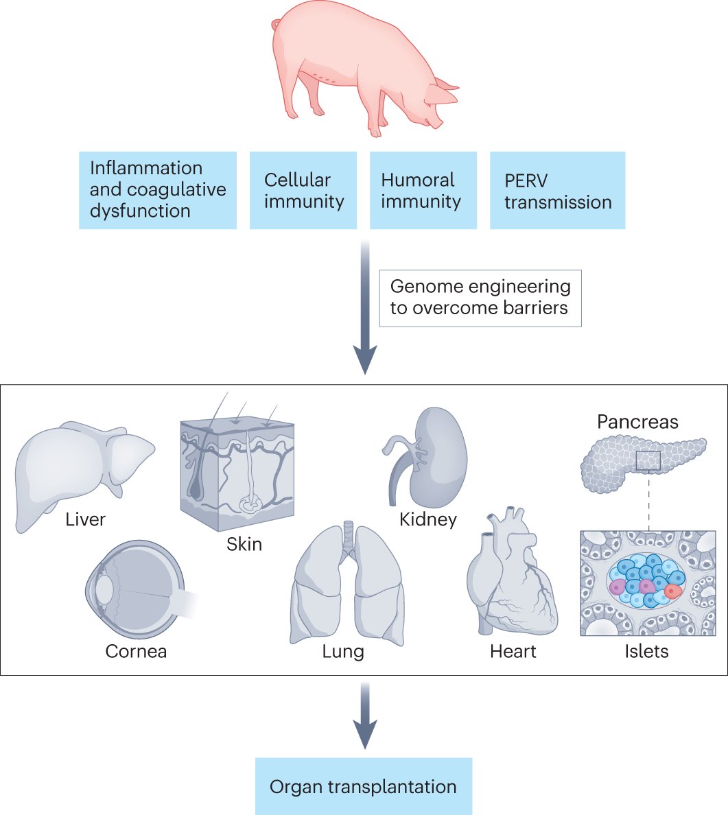 natrevbioeng's tweet card. Nature Reviews Bioengineering - Renal function can be replaced by bioengineered kidney tissue. This Review discusses in vivo kidney engineering, xenotransplantation, blastocyst complementation and...