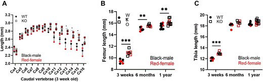 IGM_YoungLab's tweet card. Abstract. A wide range of specific microRNAs have been shown to have either positive or negative effects on osteoblast differentiation and function, with c